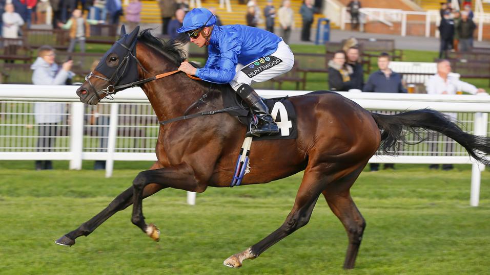 Horse running